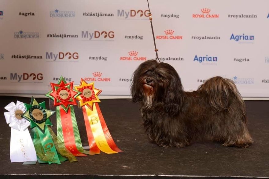 Anya My Dog 2019, BIR, CERT, CACIB, Cruft Kvalificerad samt Svensk CHAMPION! Domare Malgorza Supronowicz.